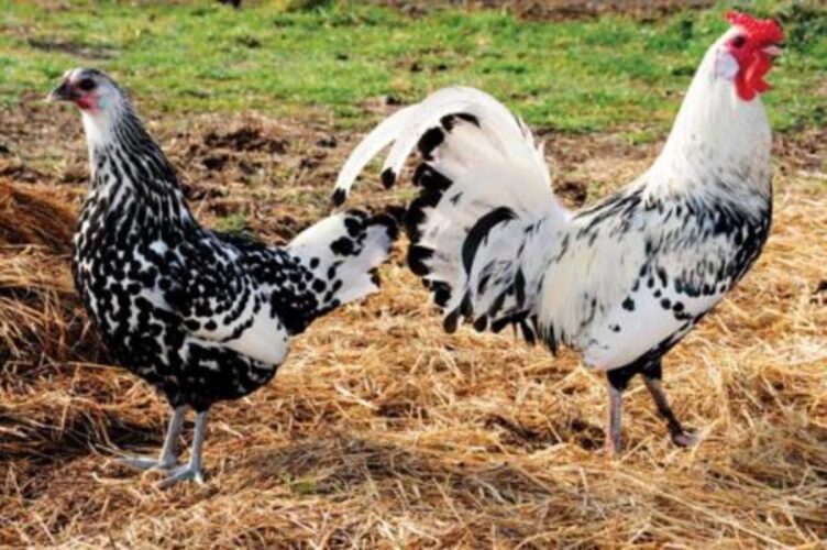 Farmstead Chicken Breeds